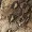 Khaki Snake Print Jumpsuit With Knot Front